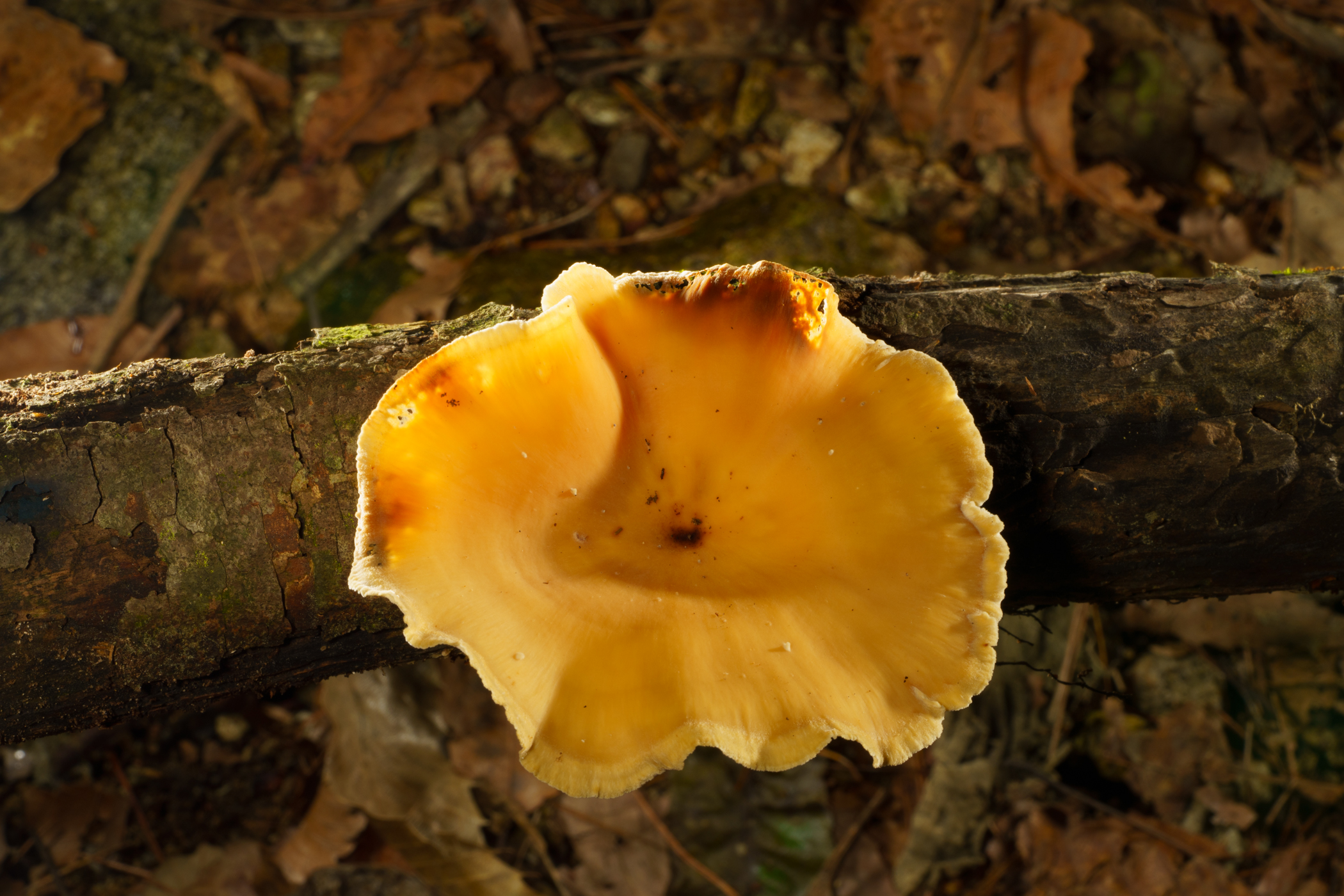 DSC00022.jpg