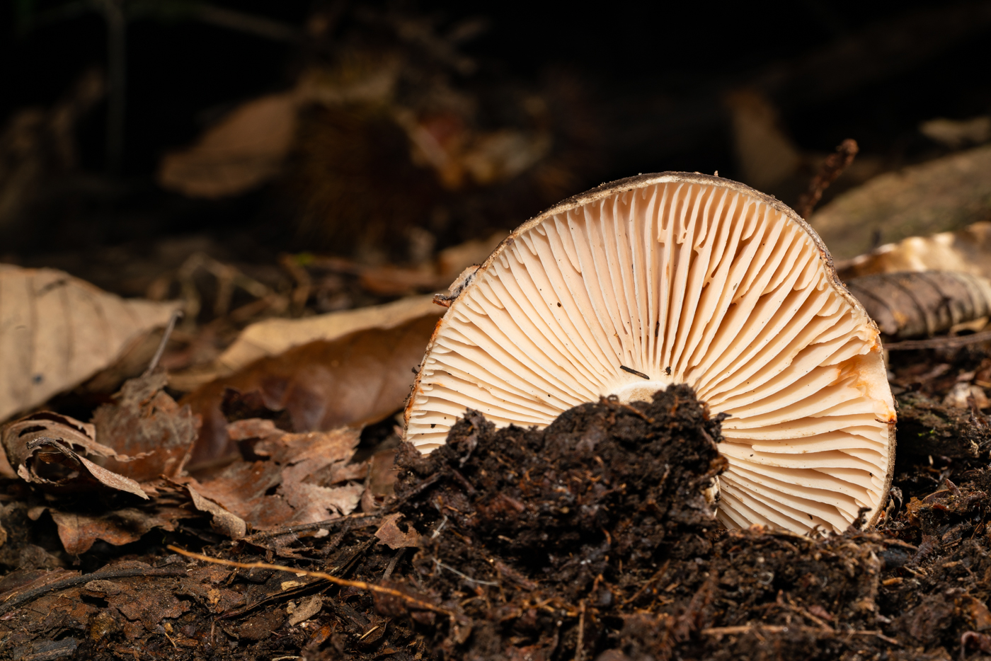 YDY00648.jpg
