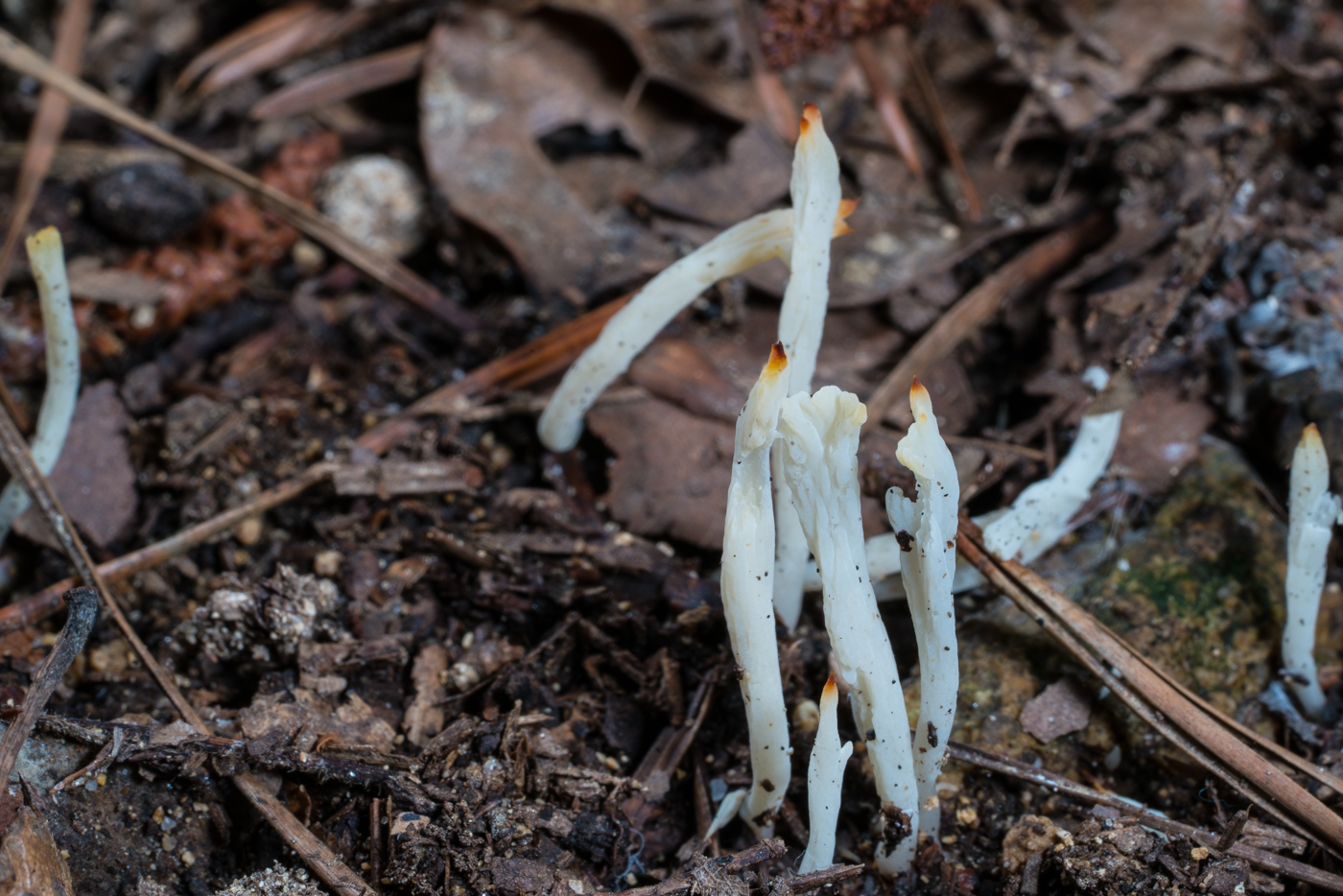 DSC03453.jpg