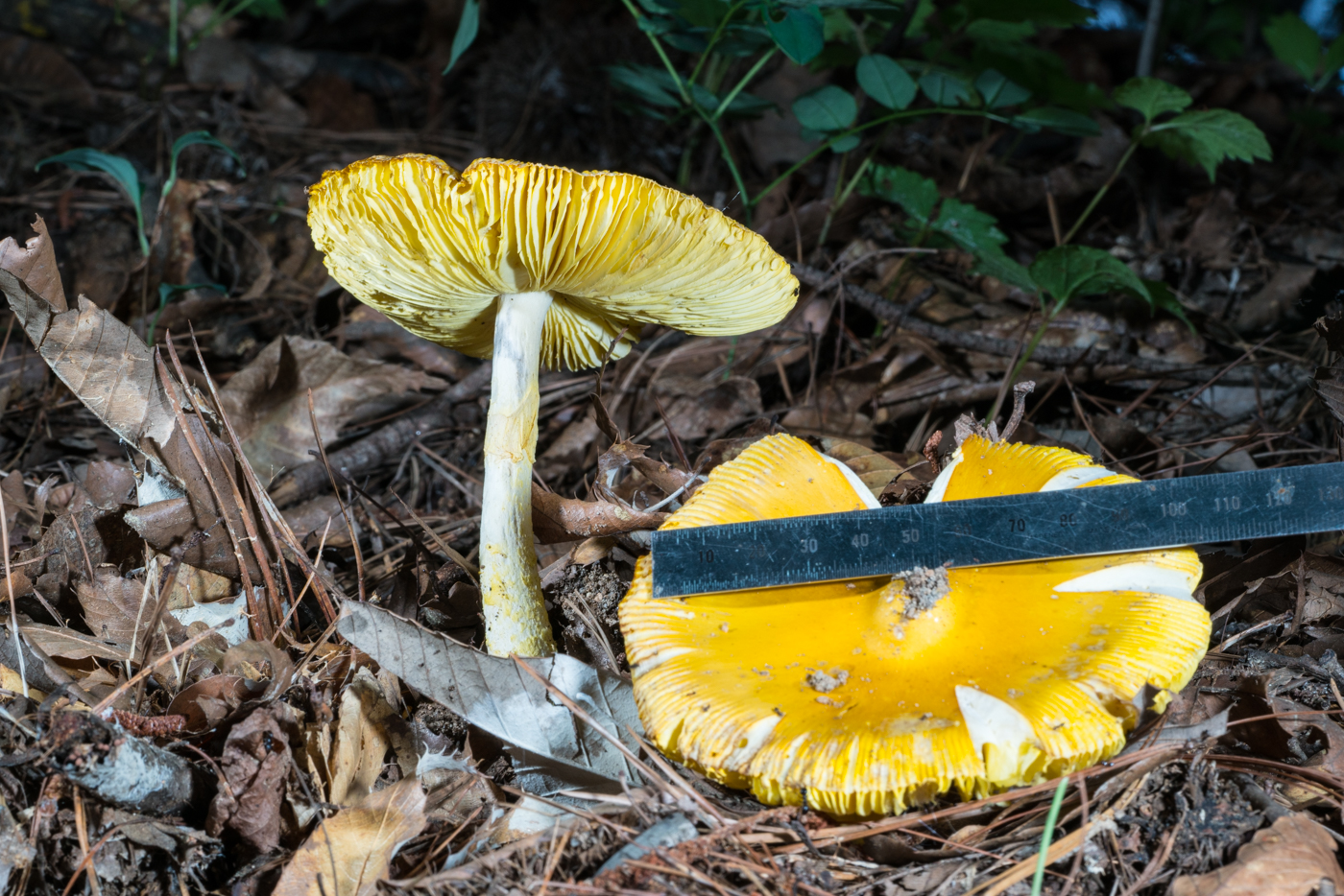 DSC03461.jpg