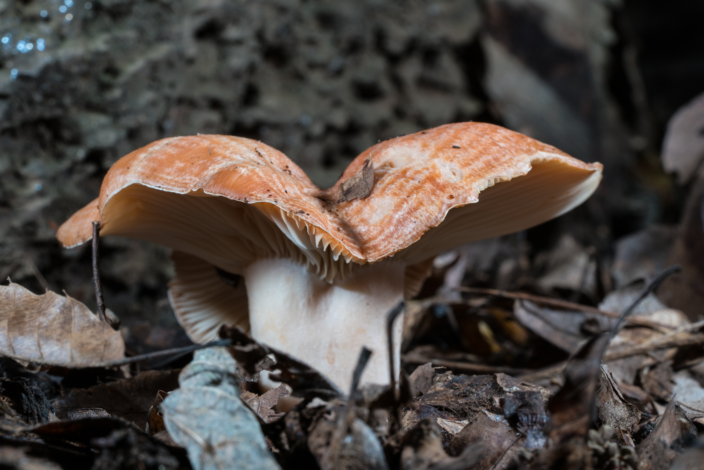 YDY06635.jpg