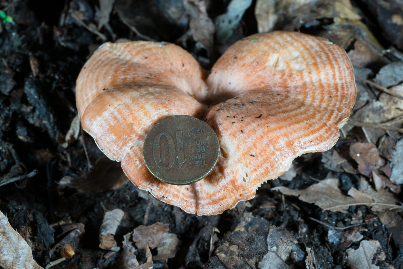 YDY06638.jpg