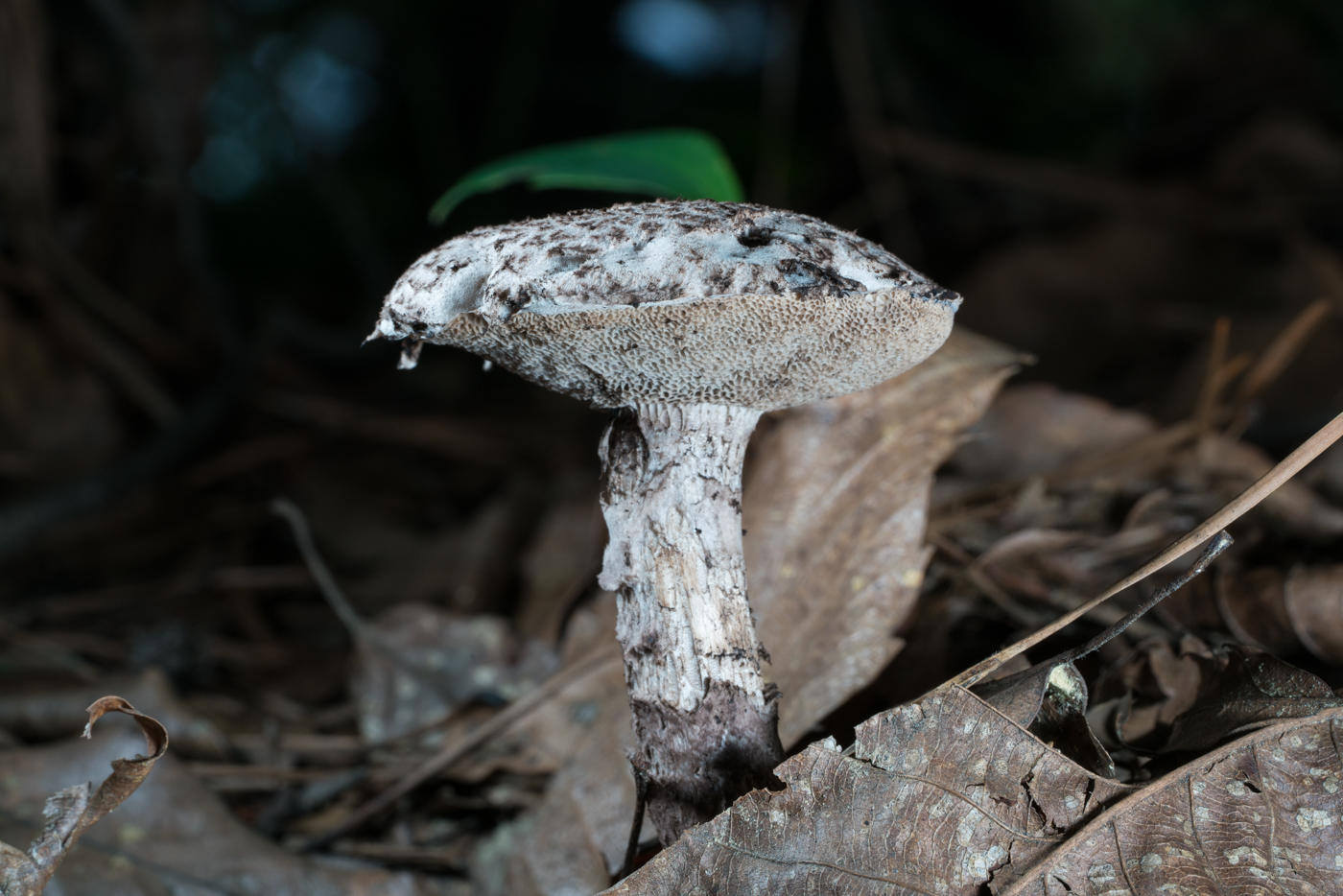 DSC03521.jpg