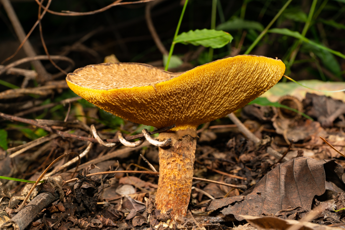 YDY00980.jpg