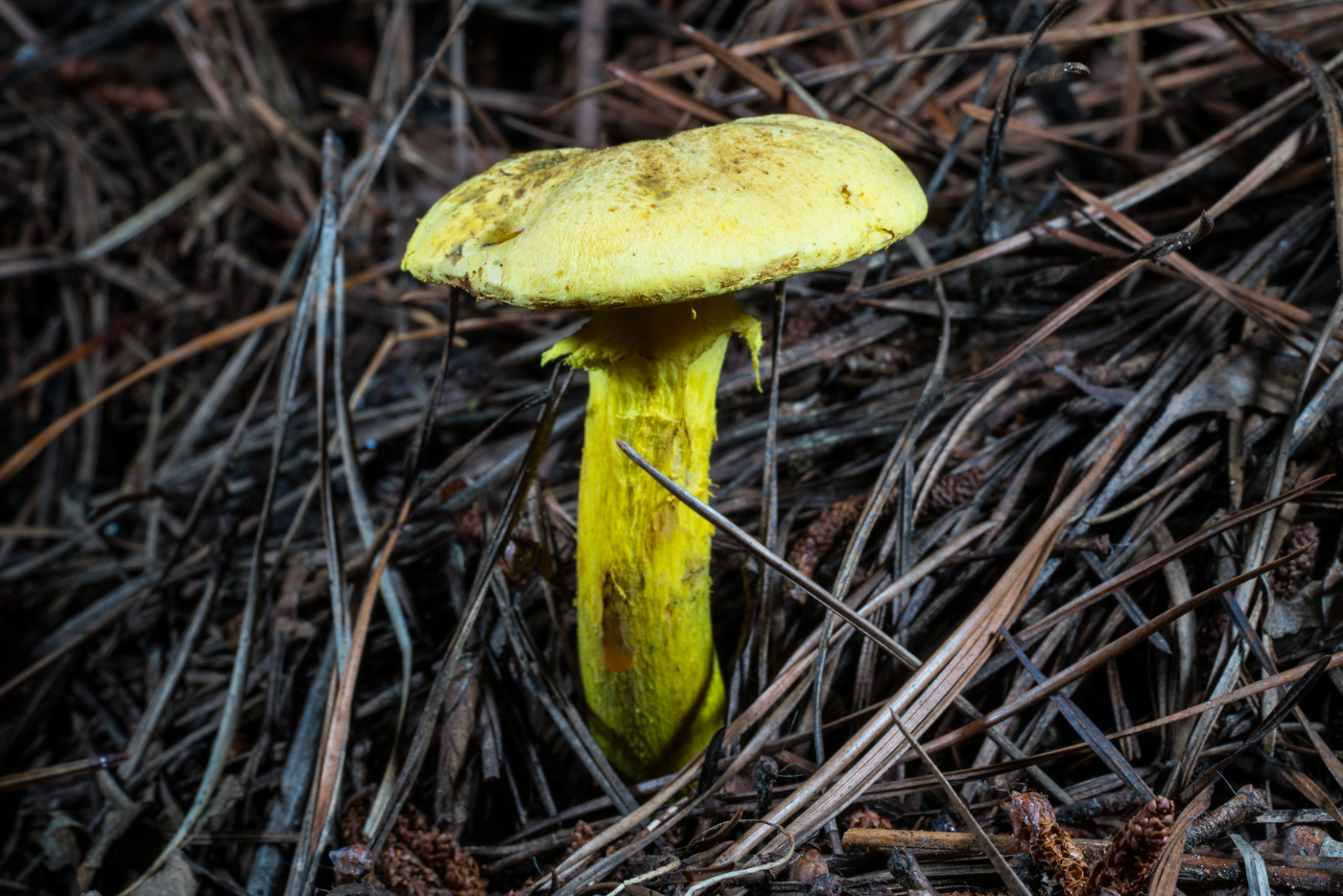 DSC03565.jpg