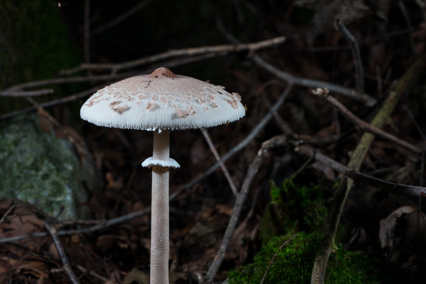 YDY05951.jpg