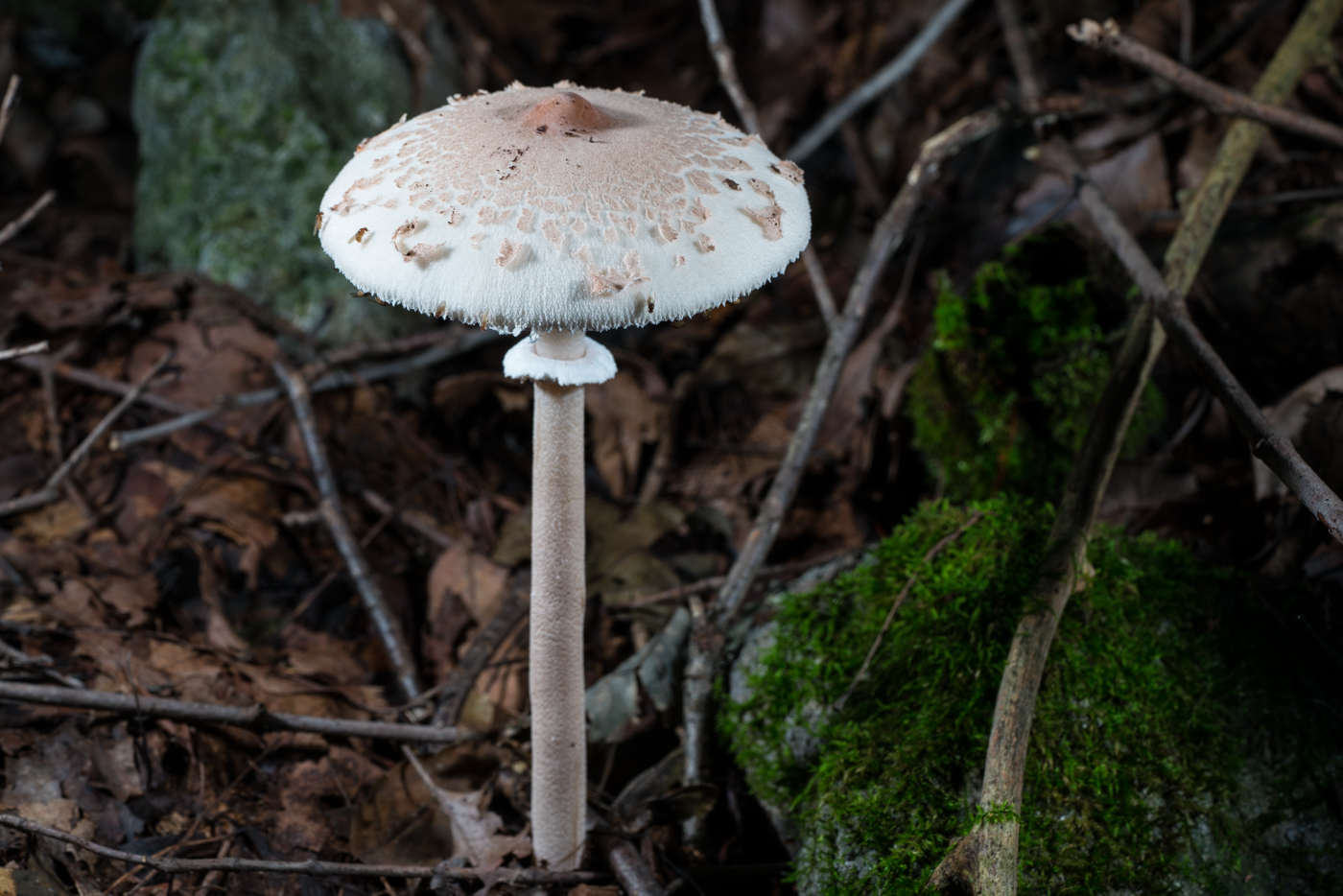 YDY05957.jpg