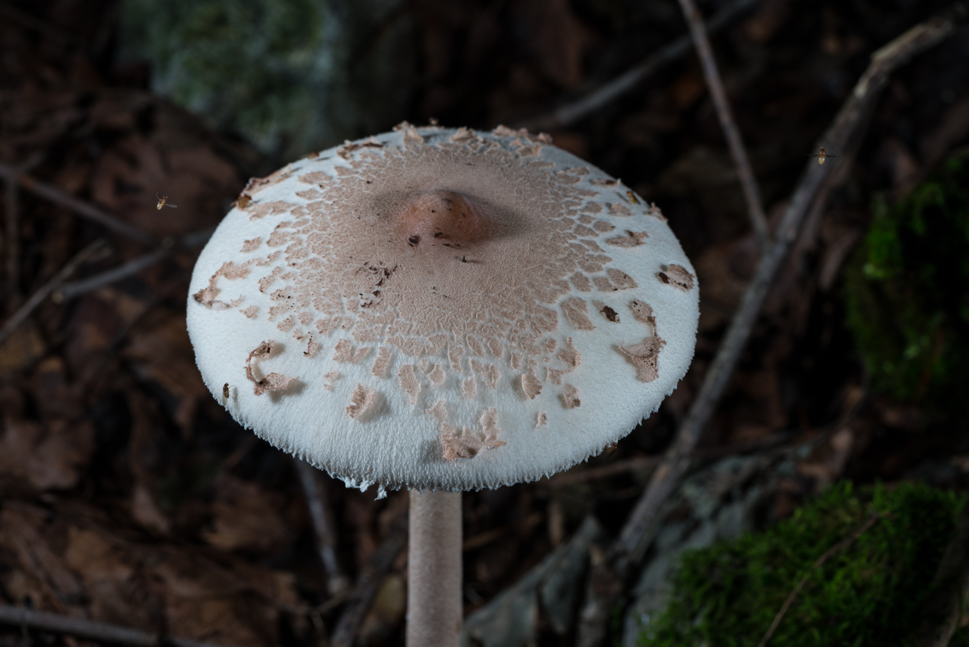YDY05952.jpg