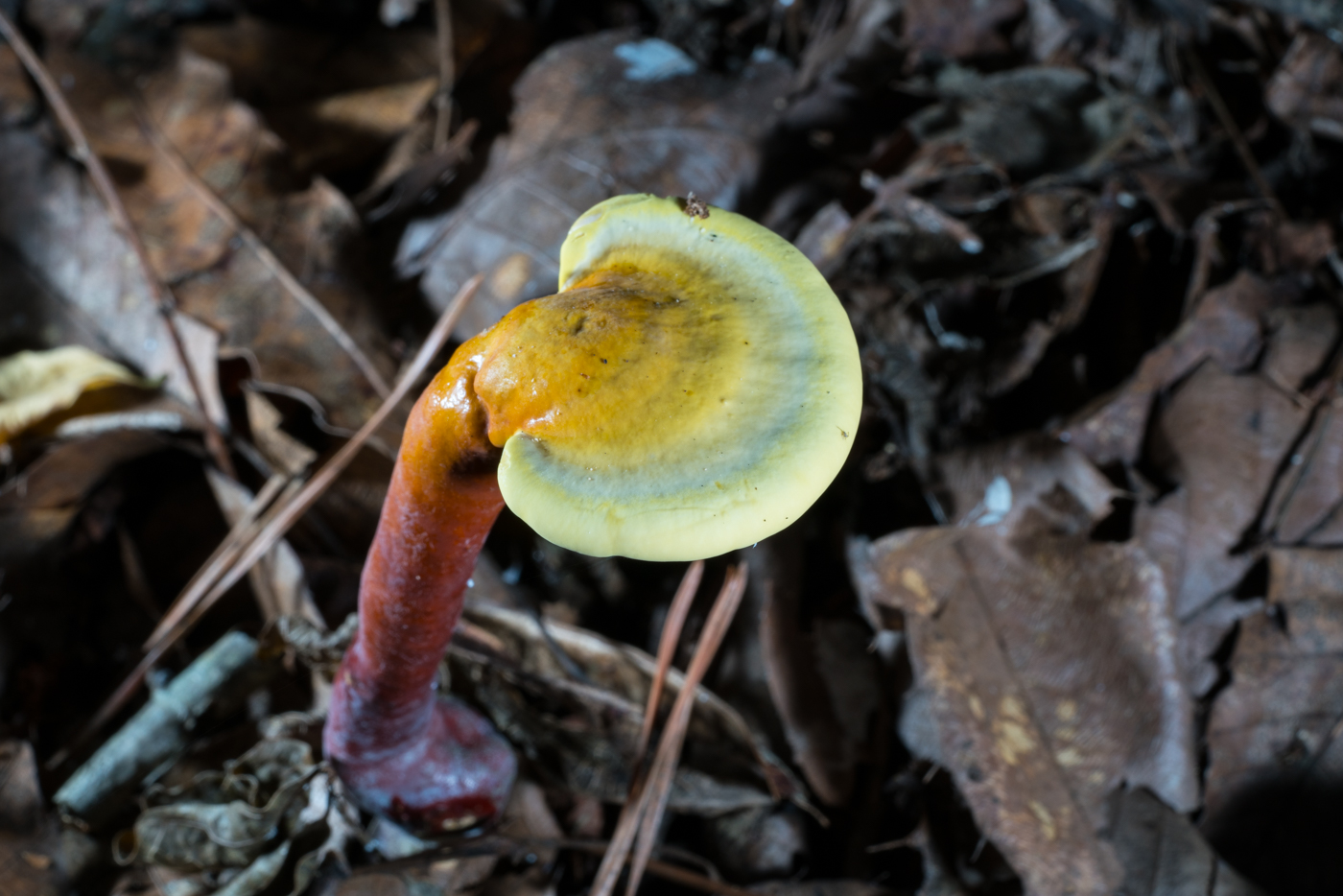 DSC03484.jpg