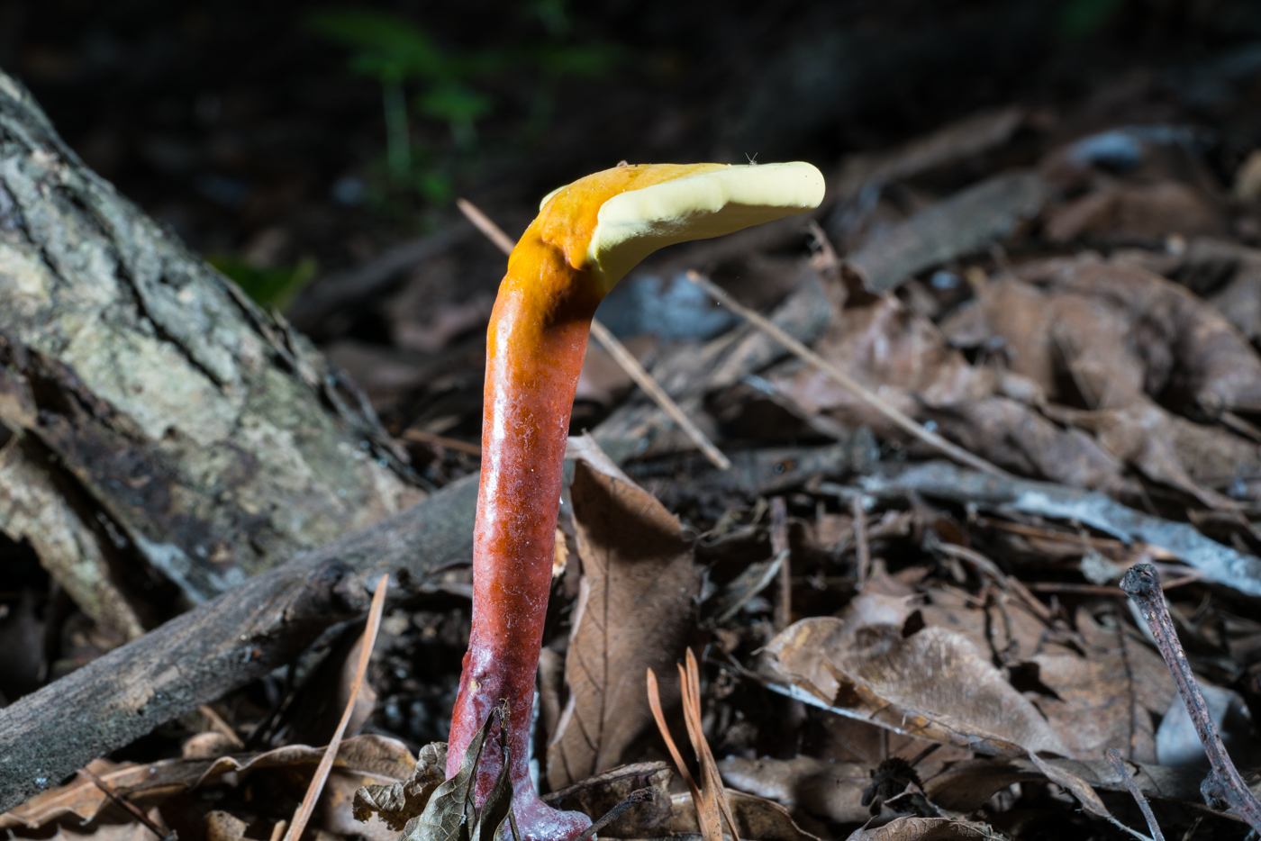 DSC03481.jpg