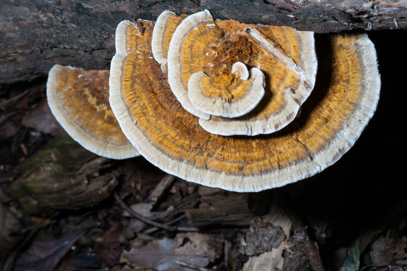 YDY06687.jpg