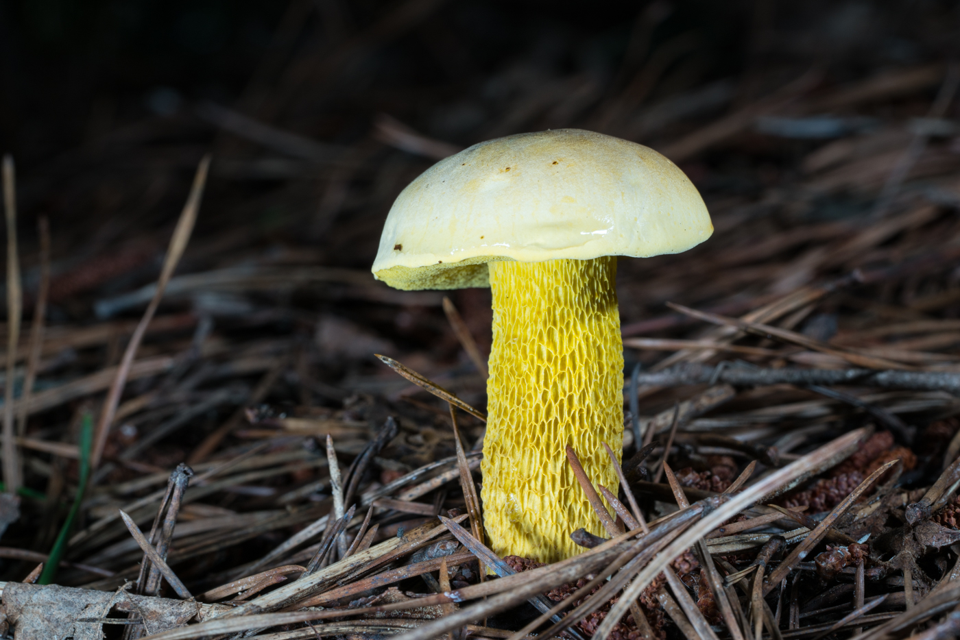 DSC04088.jpg