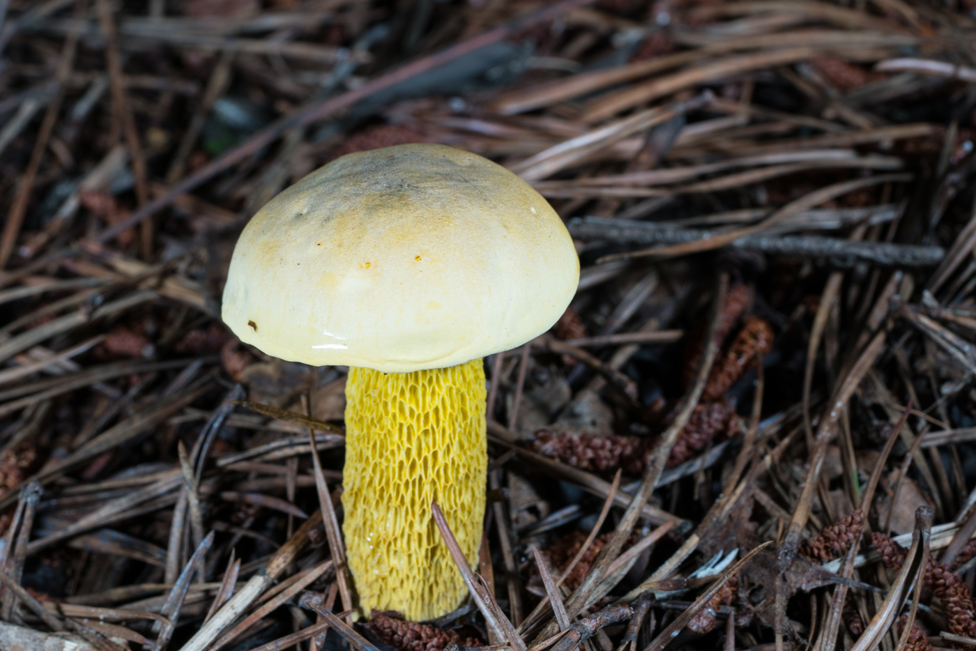 DSC04090.jpg