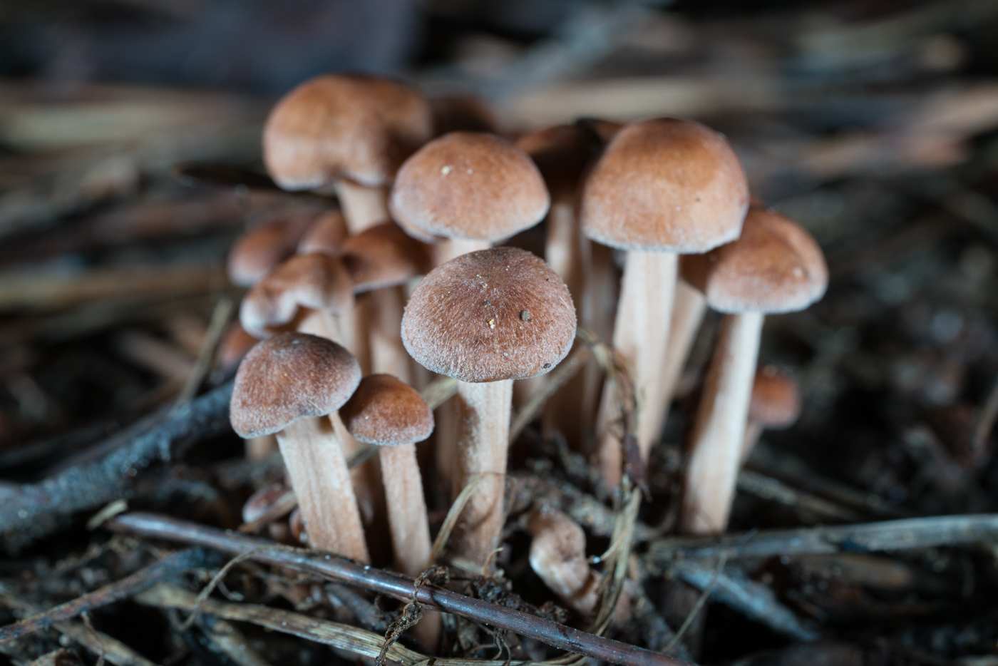 DSC03772.jpg
