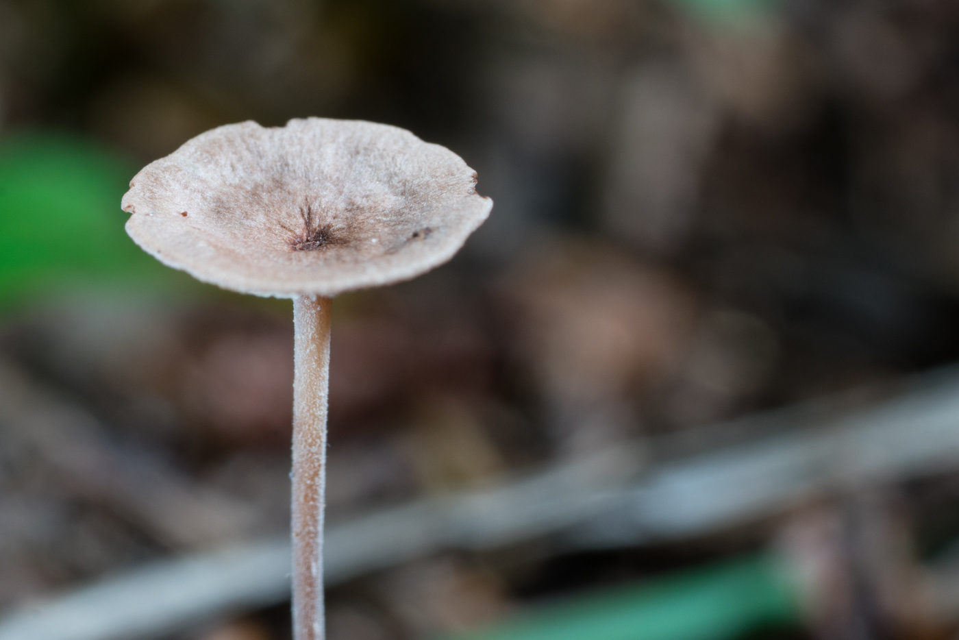 DSC03793.jpg