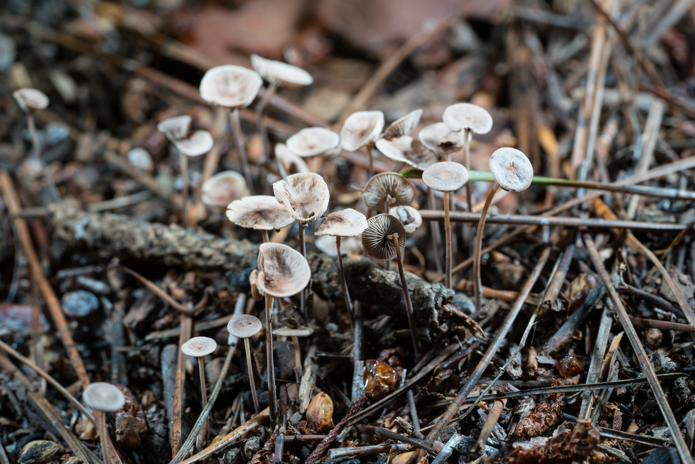 DSC03783.jpg
