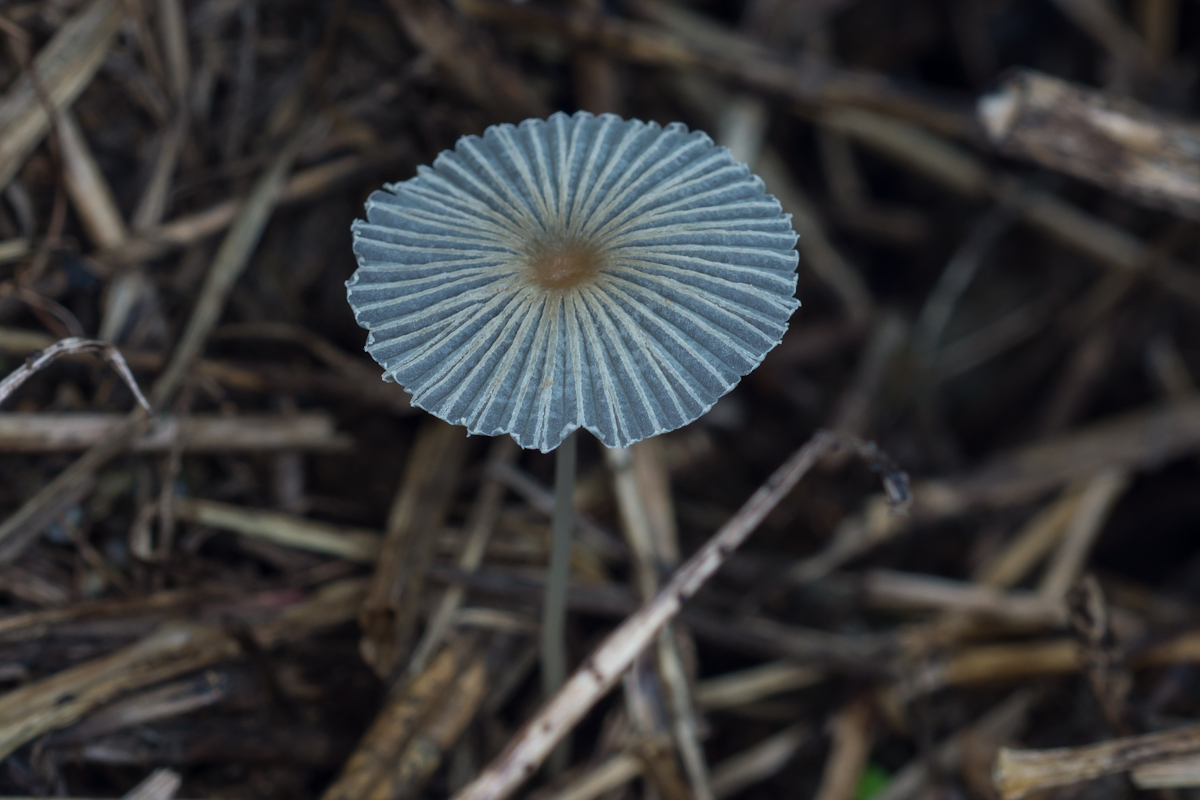 DSC00822.jpg