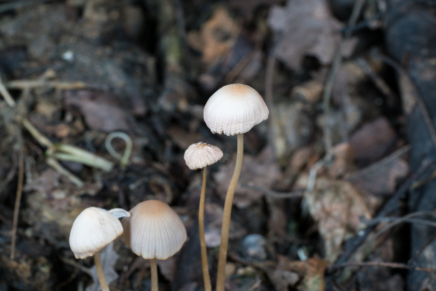 YDY06780.jpg