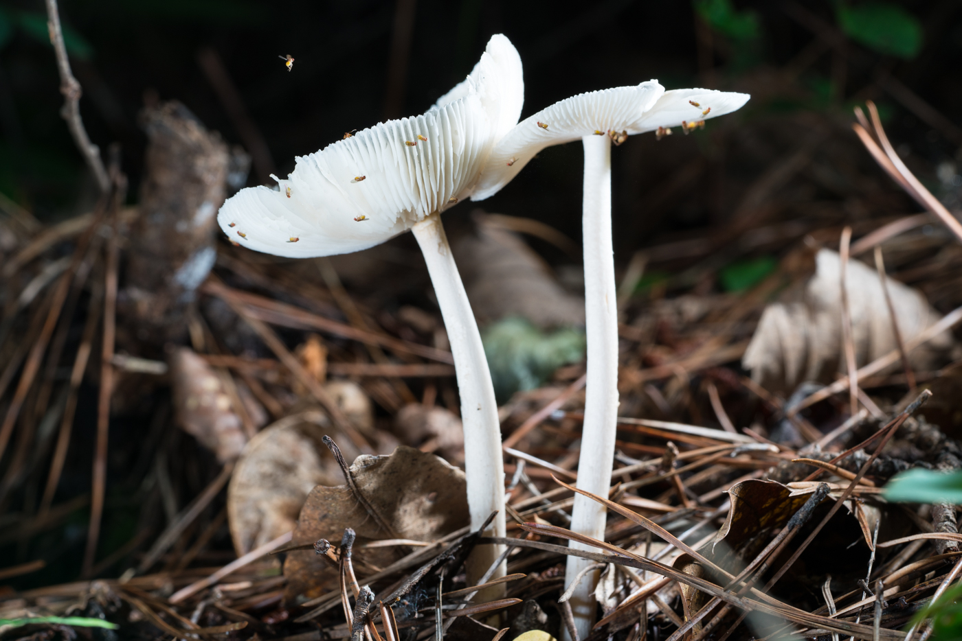 DSC03825.jpg