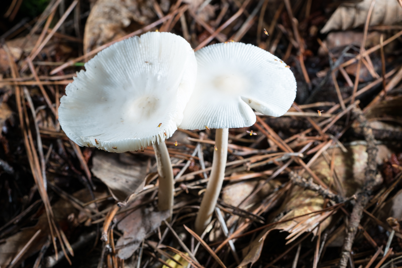 DSC03830.jpg