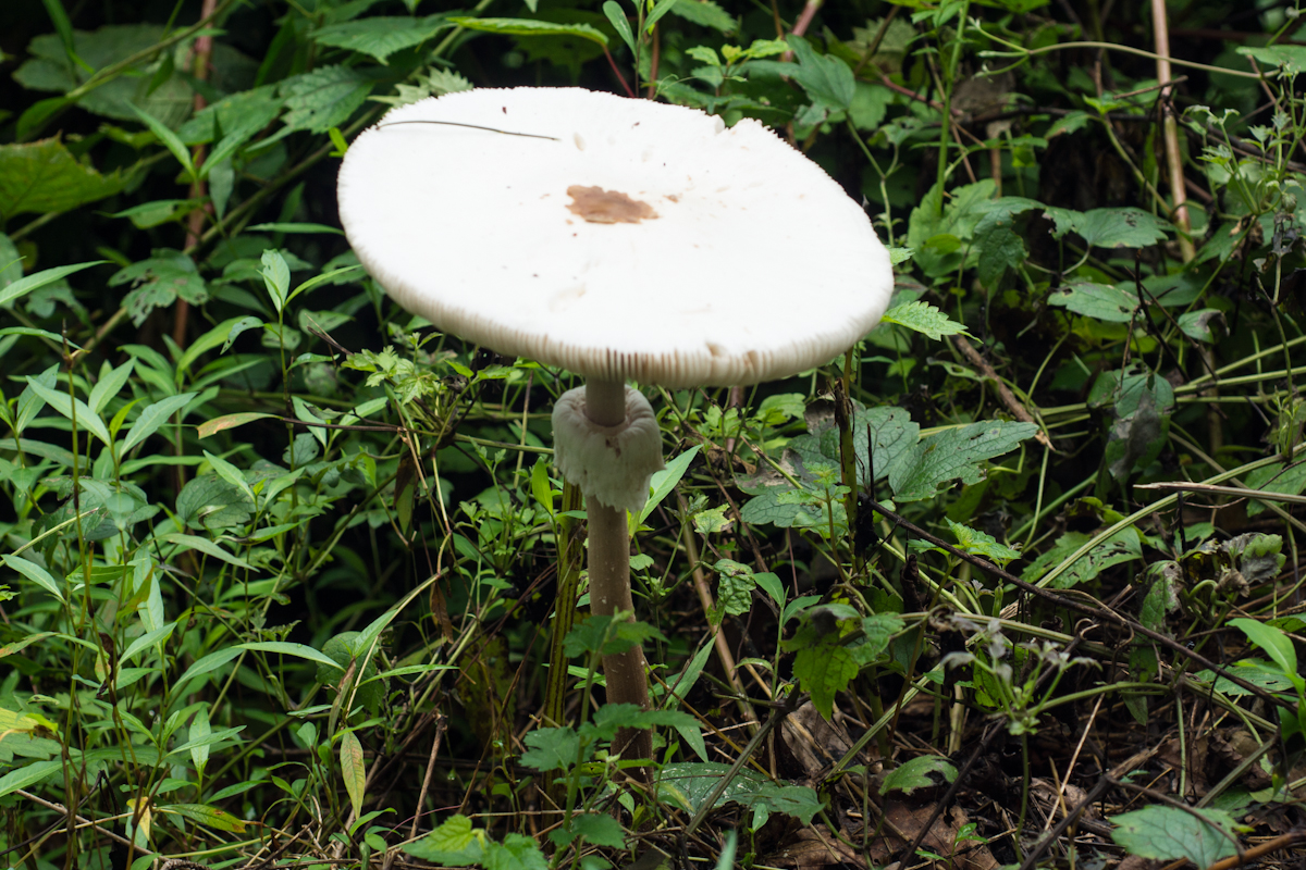 DSC01232.jpg