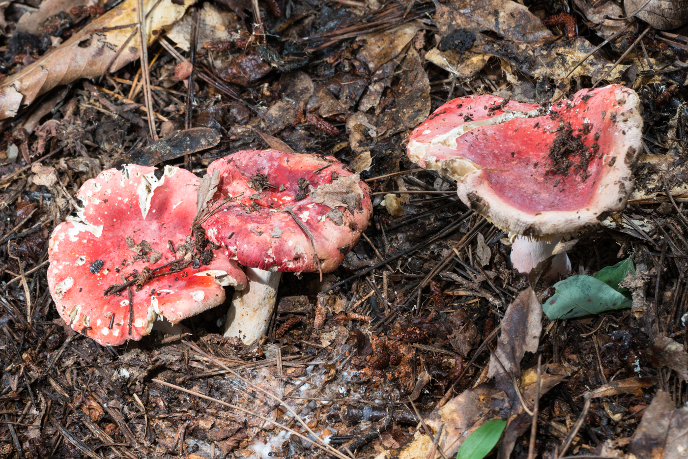 DSC03846.jpg