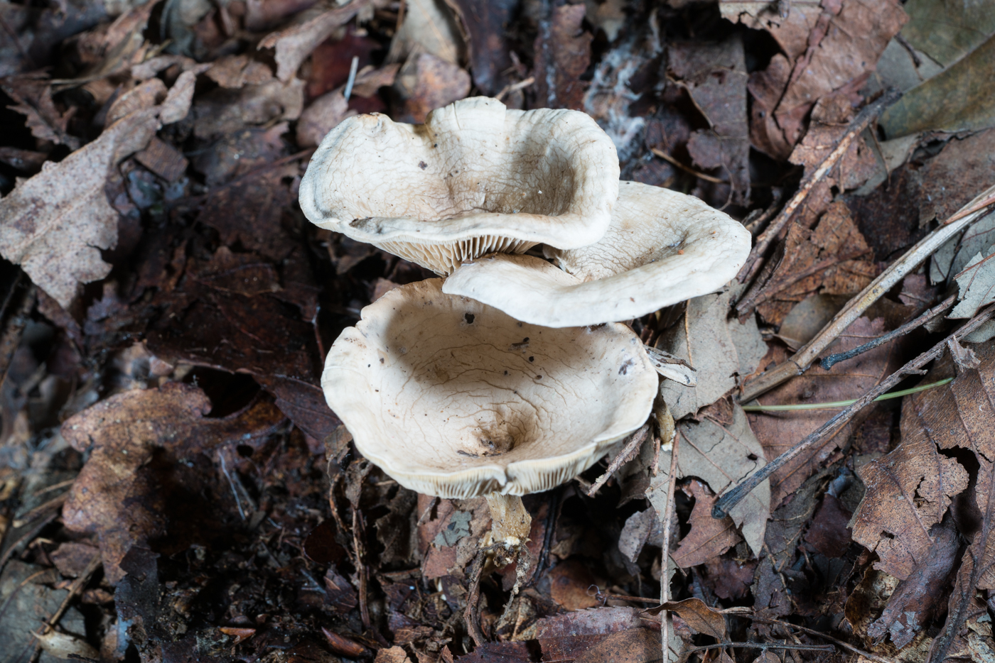 YDY06843.jpg