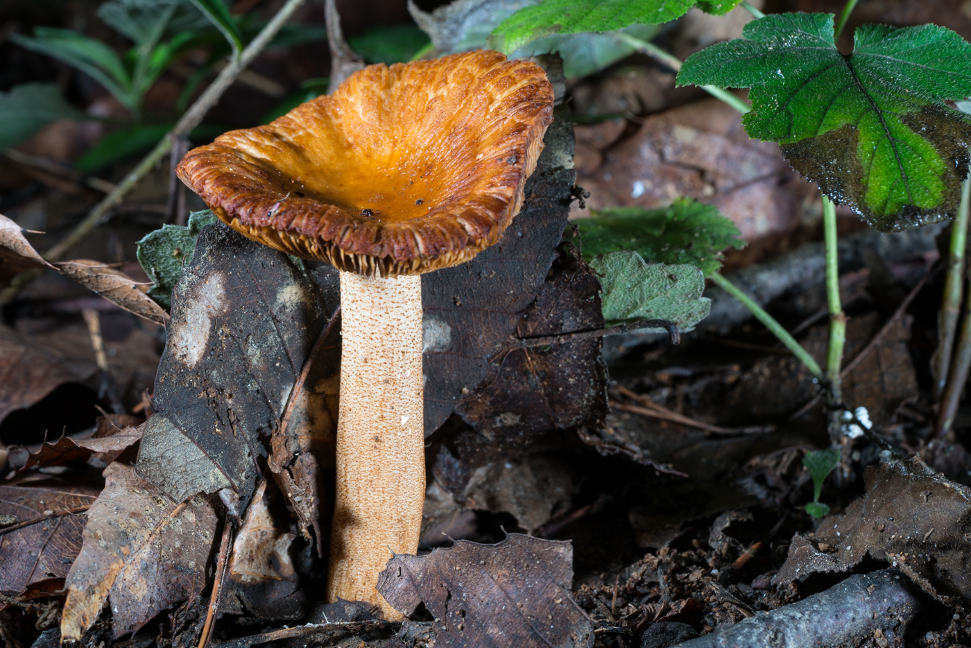 DSC03871.jpg