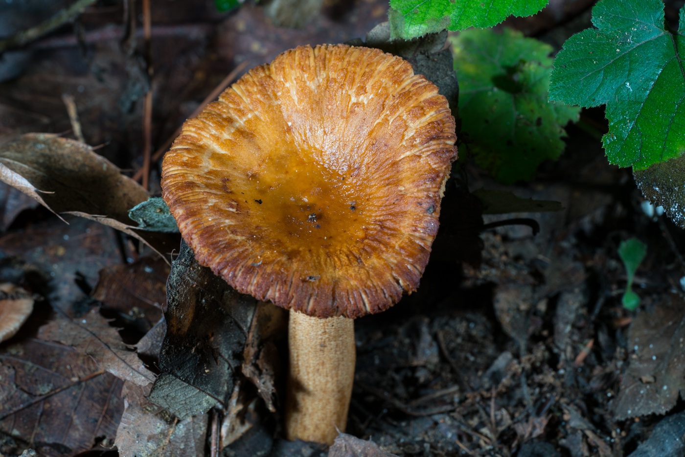 DSC03869.jpg