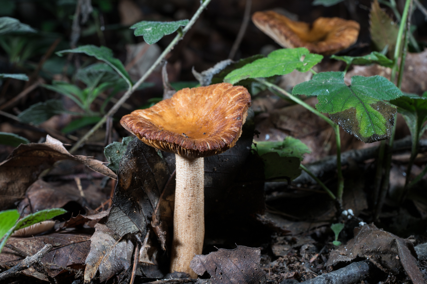 DSC03867.jpg