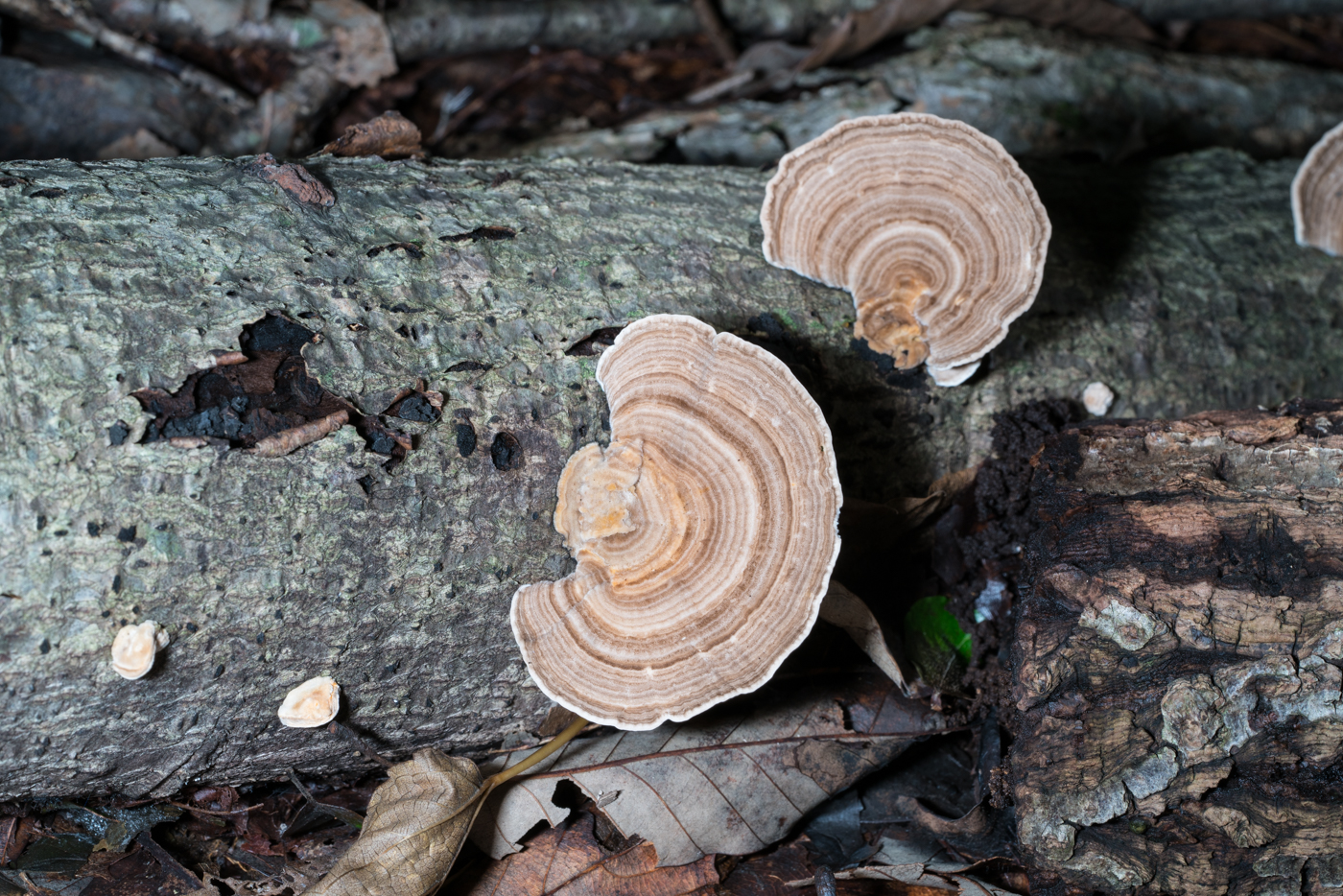 YDY05242.jpg