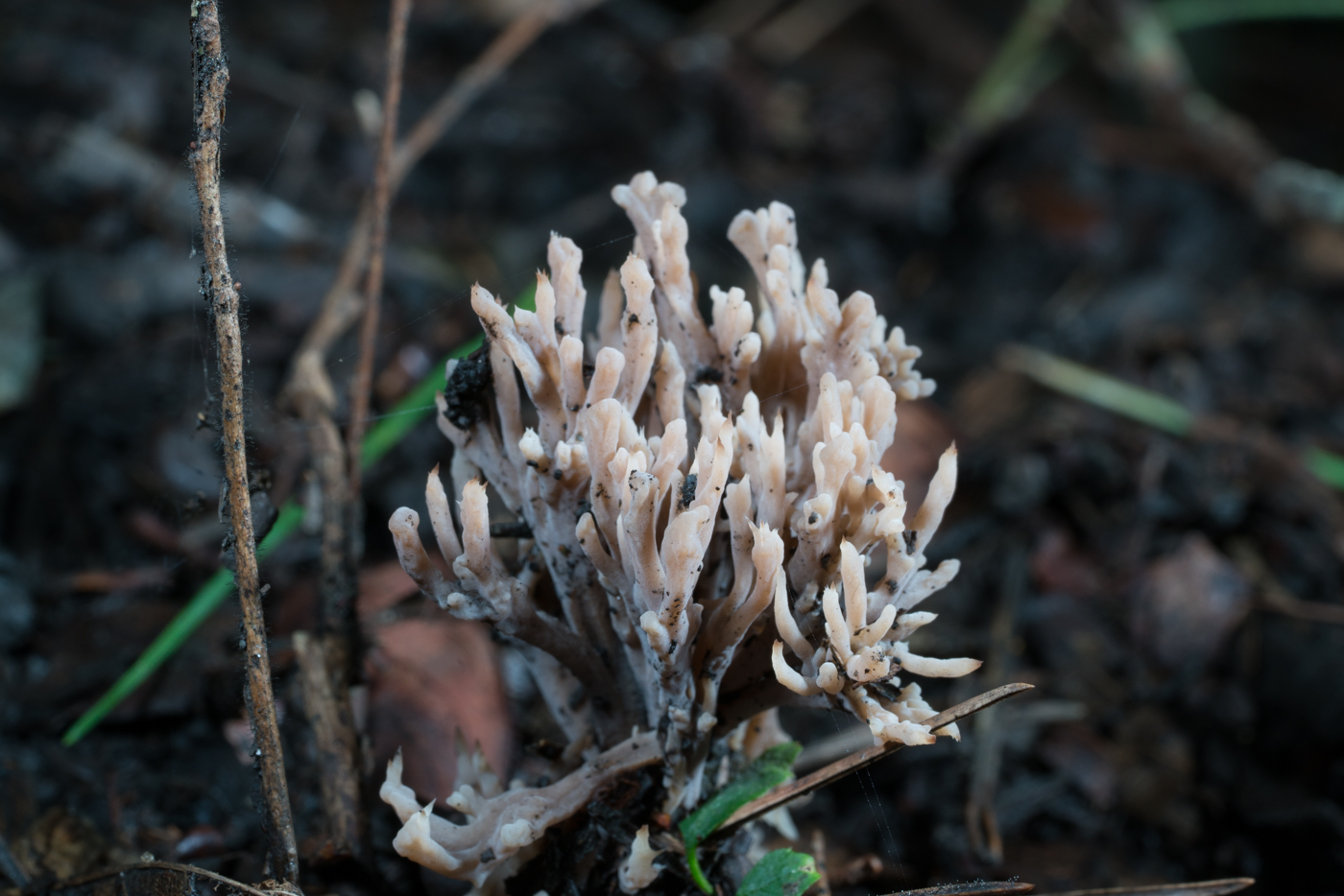 YDY05265.jpg