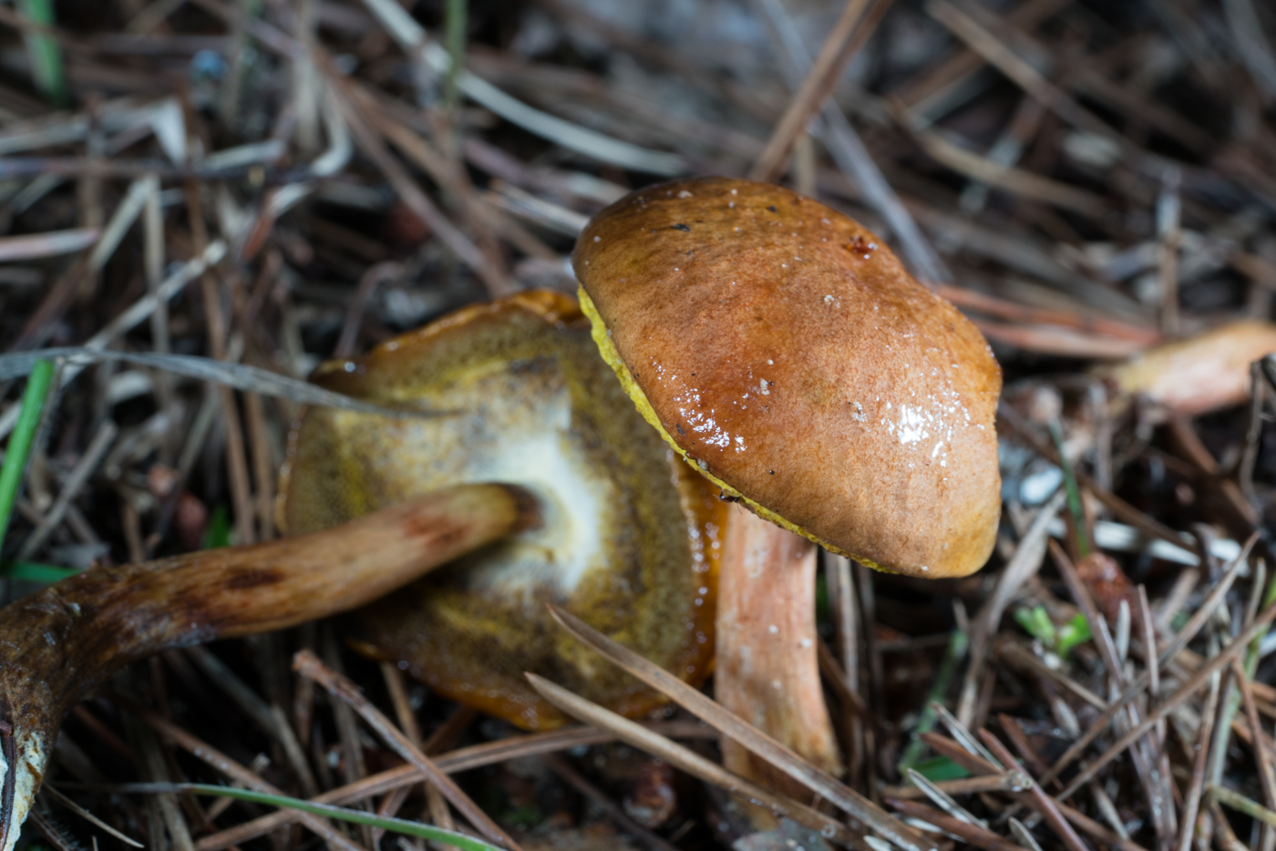 DSC03914.jpg