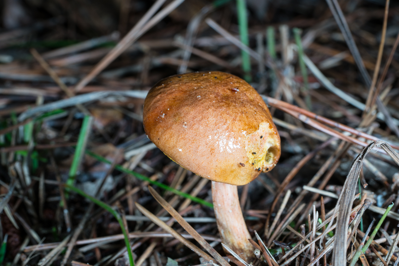 DSC03911.jpg