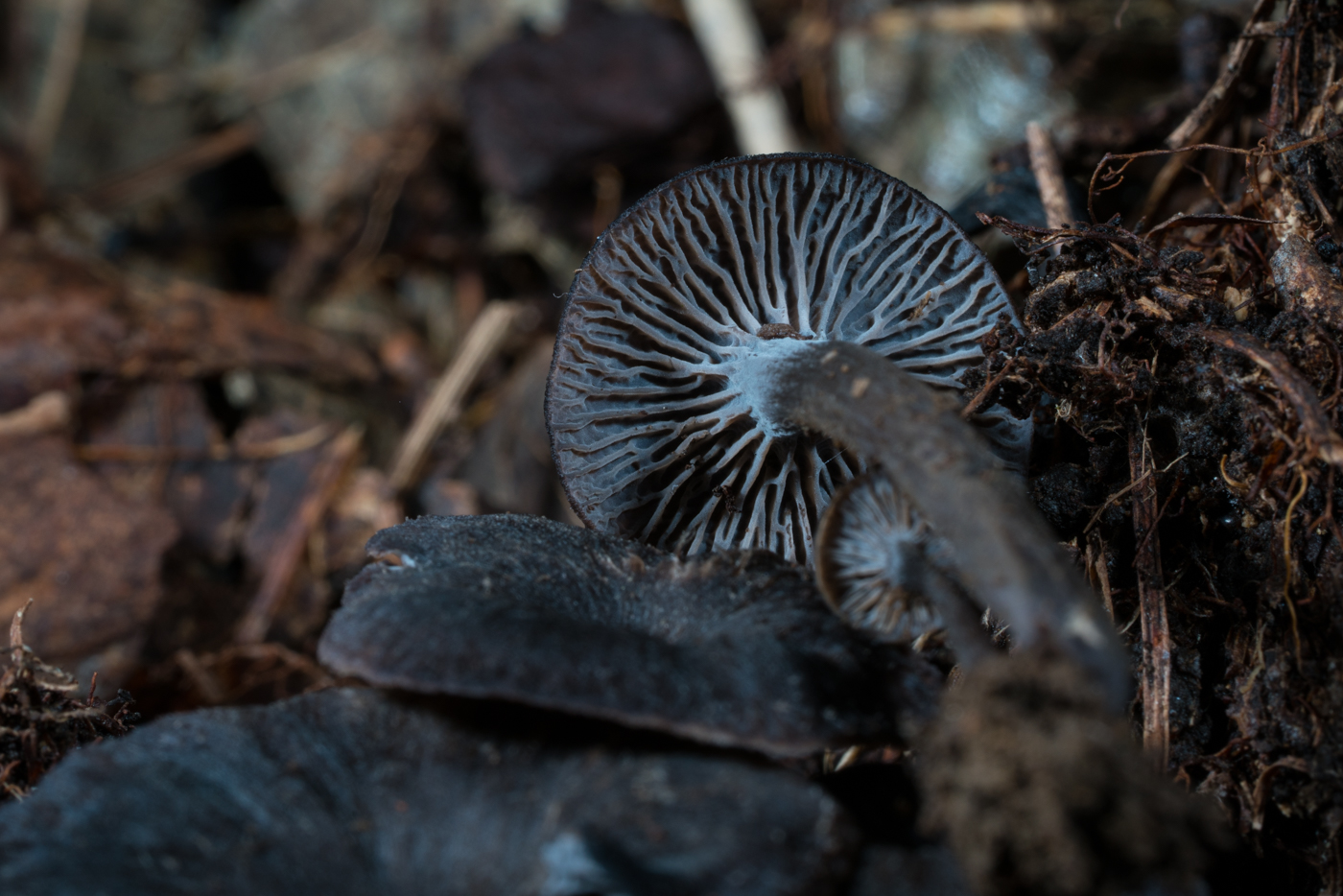 YDY05276.jpg