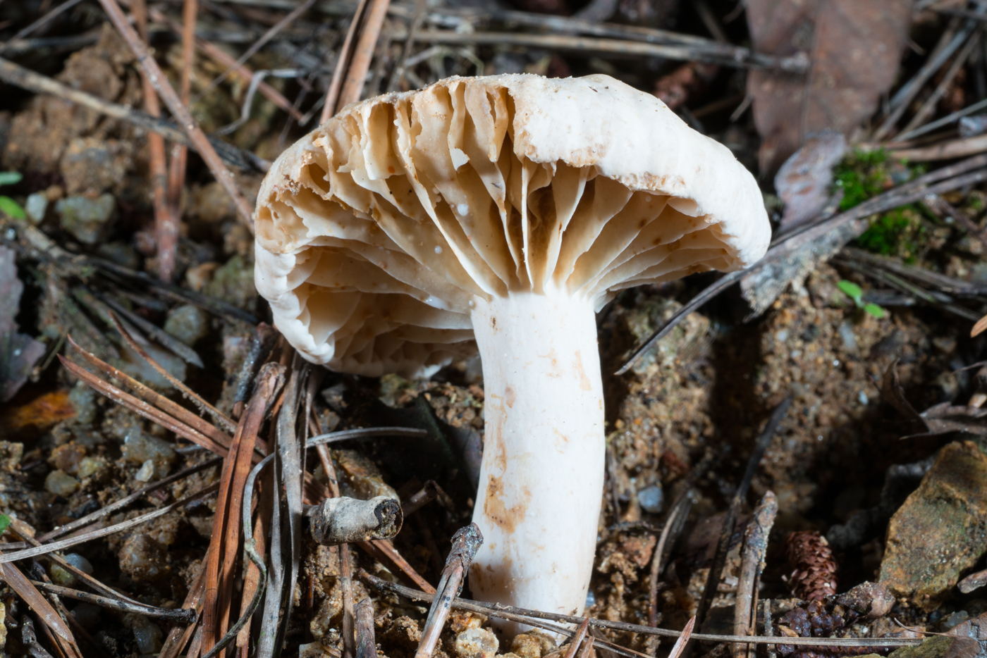 DSC03926.jpg