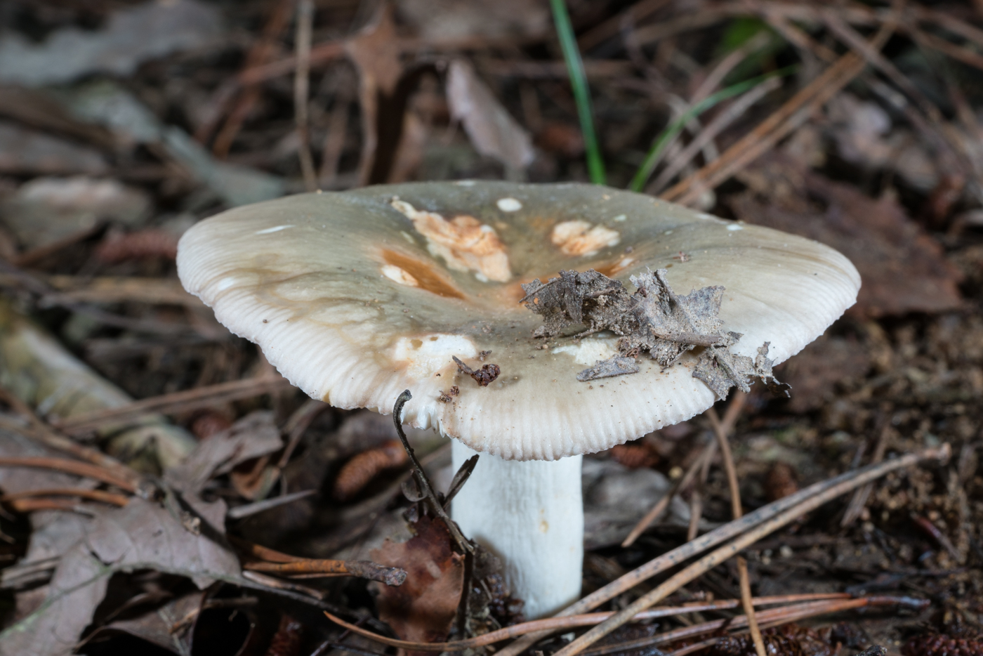 DSC03930.jpg
