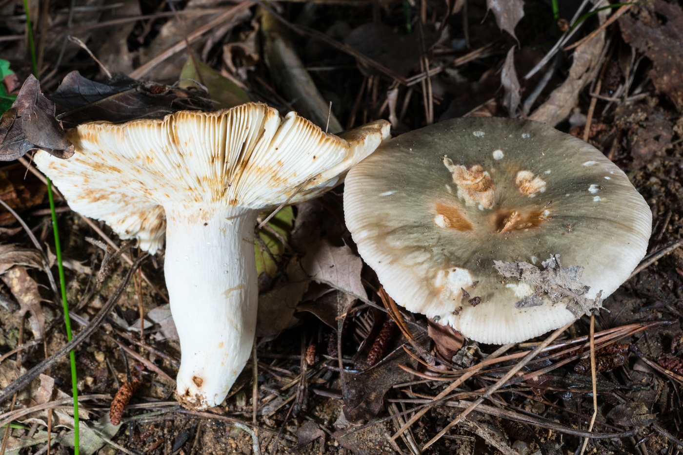 DSC03937.jpg
