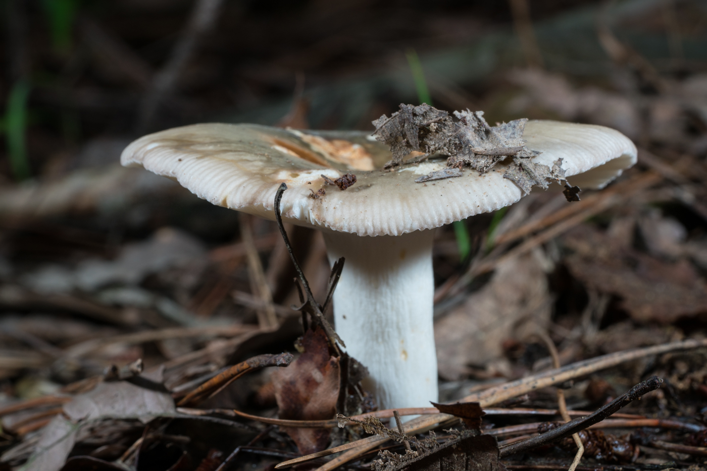 DSC03931.jpg
