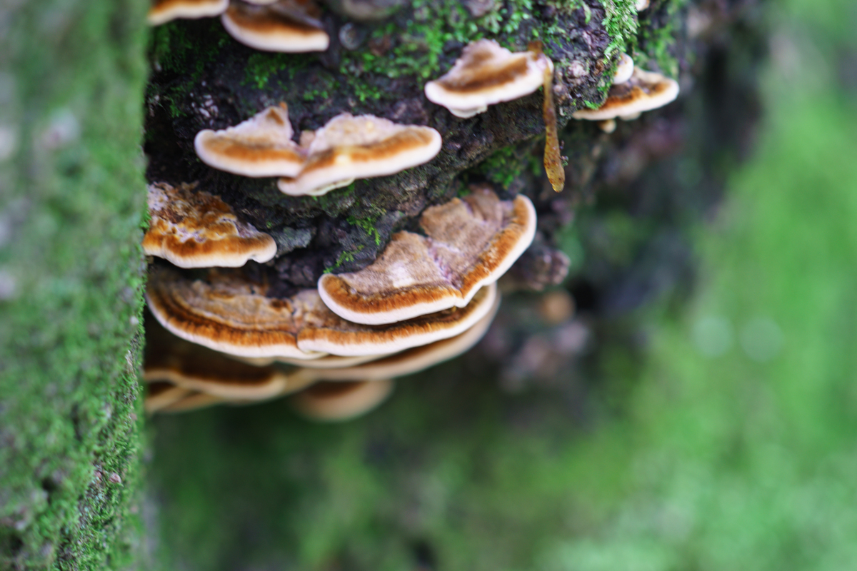 DSC00551.JPG