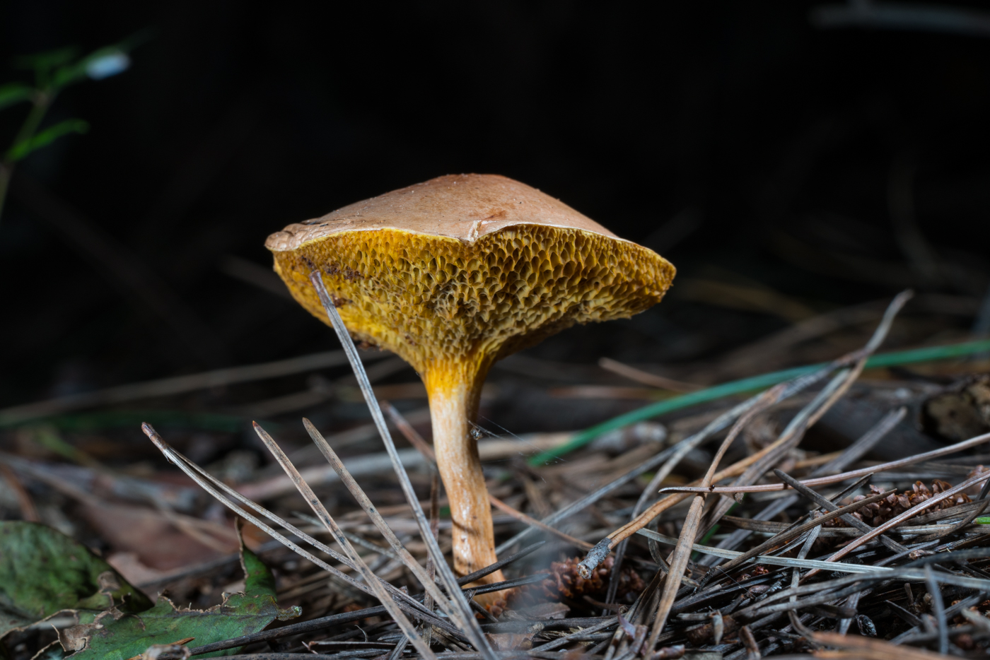 d4086e902964548a2d4e17295de717eb.jpg