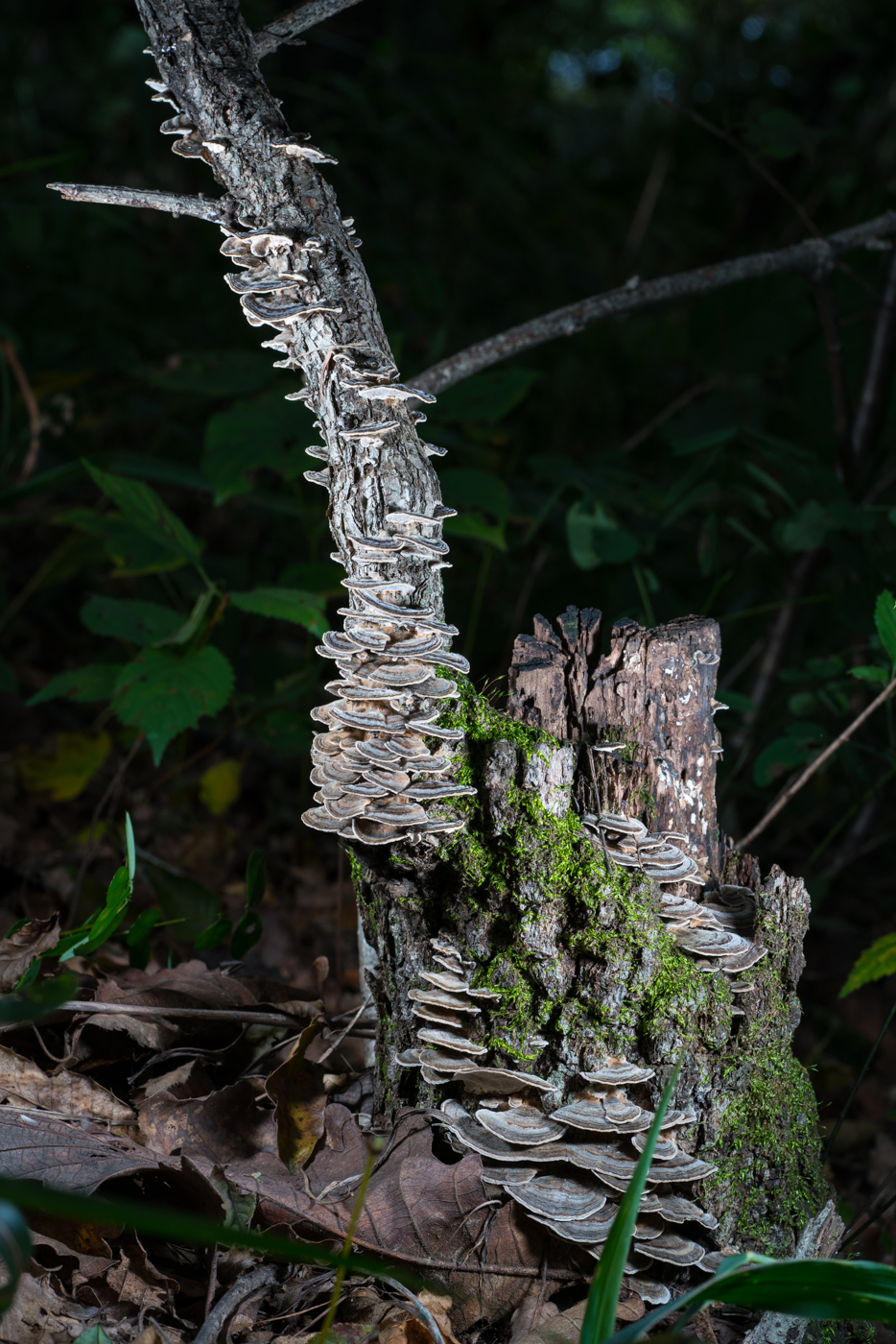 YDY06437.jpg
