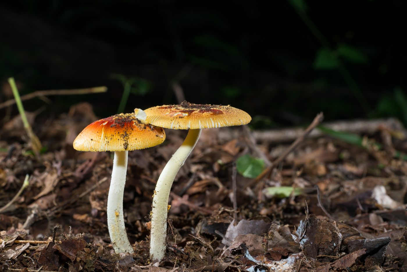 YDY03249.jpg