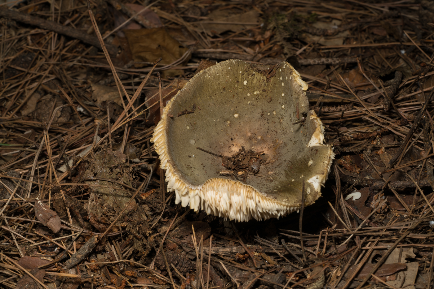 35f1631686a0d65f29cd34adc36fc544.jpg