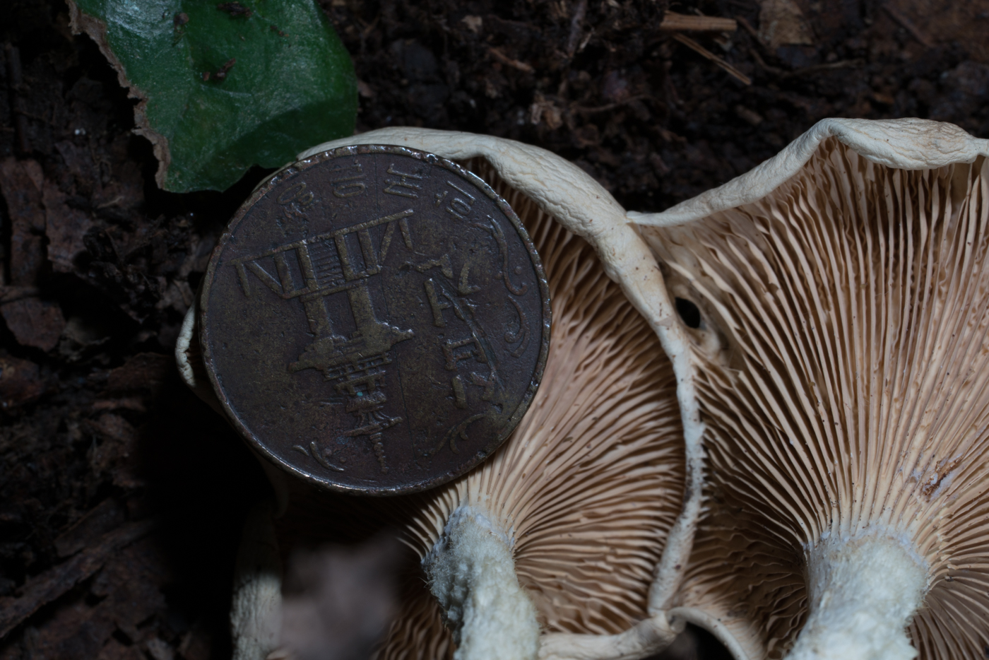 YDY05381.jpg
