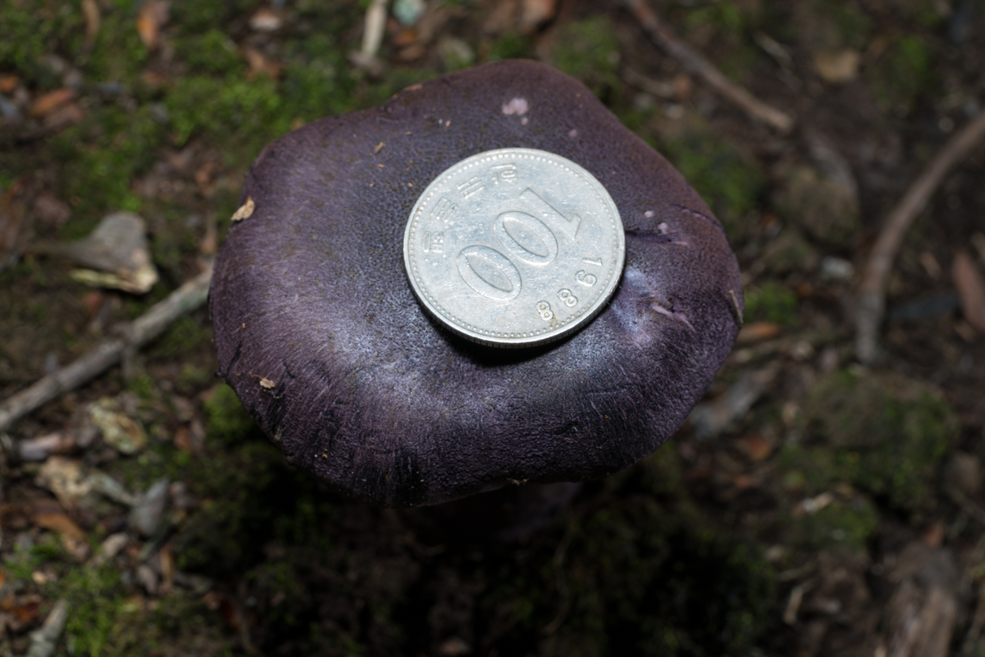 YDY03410.jpg