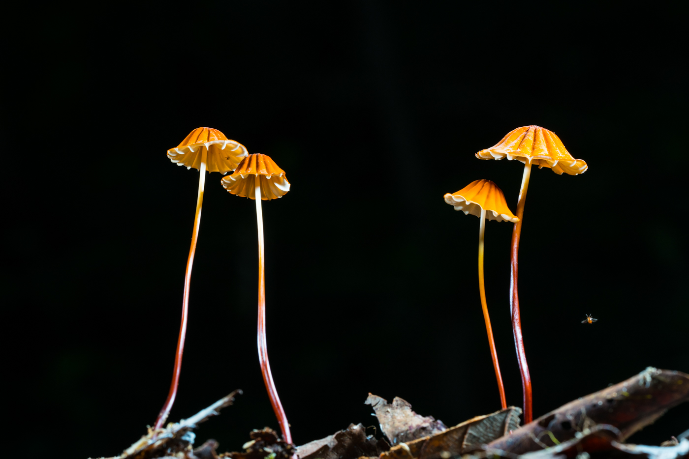 DSC04627.jpg