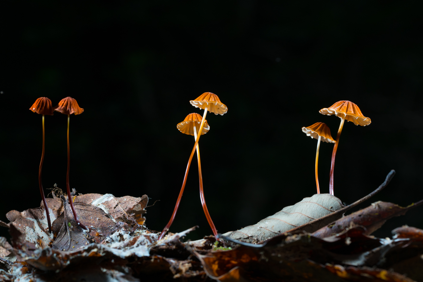 DSC04606.jpg