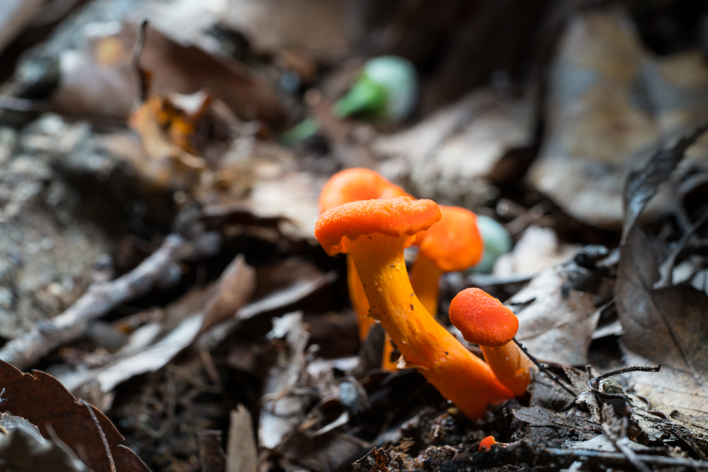 DSC04291.jpg