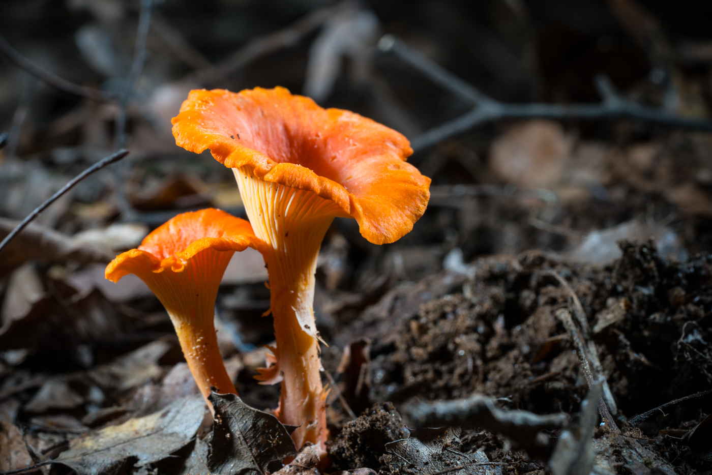 DSC04324.jpg